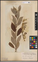 Foto von Salix caprea L.